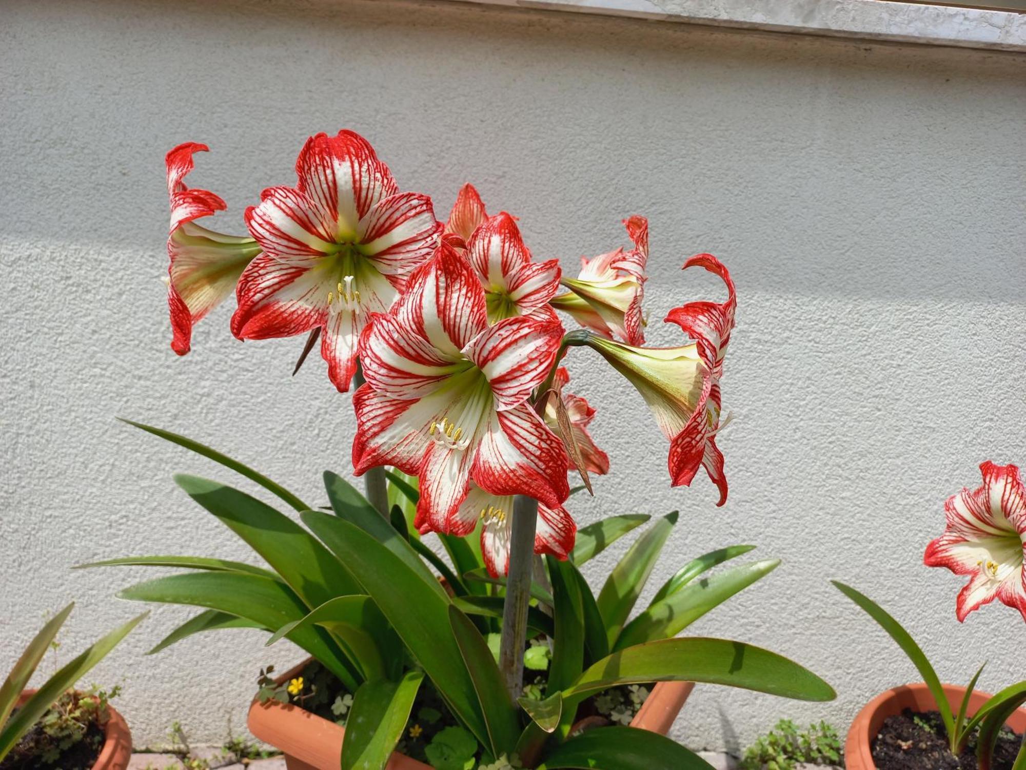 Appartamento Le Magnolie Mestre Kültér fotó